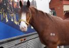 Beeac-DSC02773