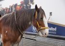 Beeac-DSC02783