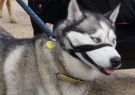2014RSPCA-03