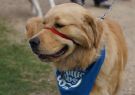 2014RSPCA-06