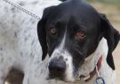 2014RSPCA-08