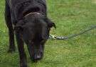 2014RSPCA-09