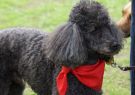 2014RSPCA-7
