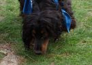 2014RSPCA15