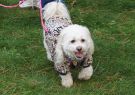 2014RSPCA19