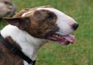 2014RSPCA2