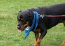 2014RSPCA21