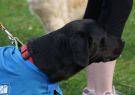 2014RSPCA22