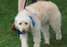 2014RSPCA29