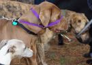 2014RSPCA31