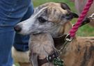 2014RSPCA34