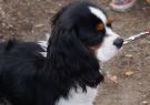 2014RSPCA39