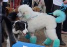 2014RSPCA41
