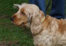 2014RSPCA48