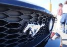 Mustang-DSC02517
