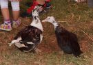 2014 Wallington Strawberry Fair