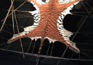 IMG_0906