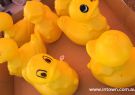Barwon Heads Festival of the Sea Duck Race