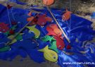 Barwon Heads Festival of the Sea