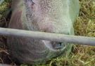 2018-geelong show-IMG_181322