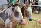 2018-geelong show-IMG_182123