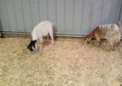 2018-geelong show-IMG_182142
