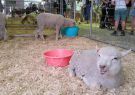 2018-geelong show-IMG_182225