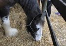 2018-geelong show-IMG_3415