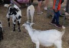 19-AustraliaDay-DSC09666