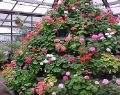 Geelong Botanical Gardens