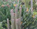 Geelong Botanical Gardens