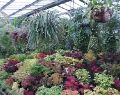 Geelong Botanical Gardens