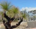 Geelong Botanical Gardens