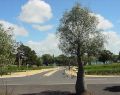 Geelong Botanical Gardens