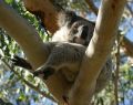 Koala at Cape Otway Victoria Australia