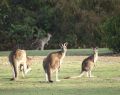 Kangaroo on Anglesea Golf Course