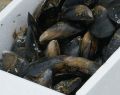 Portarlington Mussels