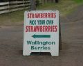 tasty strawberries Wallington on the Bellarine Peninsula