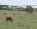 beef cattle grazing Wallington on the Bellarine Peninsula