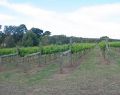 vineyards at Wallington on the Bellarine Peninsula