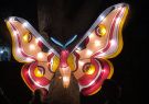 White Night Geelong - Butterfly