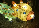 White Night Geelong - Catterpiller