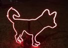 White Night Geelong - Neon Dog Park