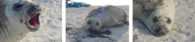 Geelong's Henry the elephant seal