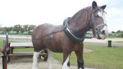 Anglesea horse