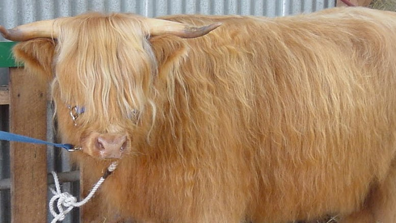 celtic cattle