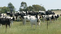 cows