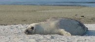 Geelong's Henry the elephant seal