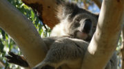 Otways koala