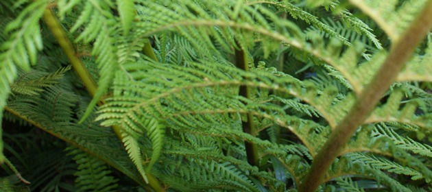 otways fern